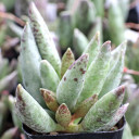 Adromischus filicaulis