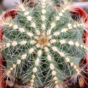 Parodia magnifica - Balloon Cactus