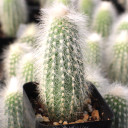 Cleistocactus straussii - Silver Torch Cactus