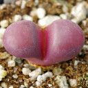 Lithops optica 'Rubra' - Living Stones