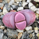 Lithops optica 'Rubra' - Living Stones