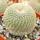 Echinopsis famatimensis - Orange Cob Cactus