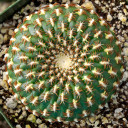 Rebutia arenacea - Fall