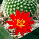 Rebutia marsoneri 'Krainziana' [large]