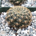 Rebutia arenacea var. candiae