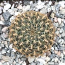 Rebutia arenacea var. candiae