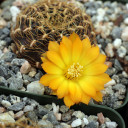 Rebutia arenacea var. candiae