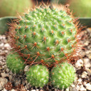 Rebutia fiebrigii var. donaldiana - Donald's Red Crown Cactus
