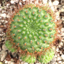 Rebutia fiebrigii var. donaldiana - Donald's Red Crown Cactus