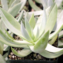 Dudleya brittonii