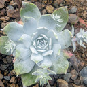 Dudleya pulverulenta (Mature)