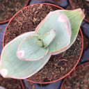 Coral Aloe [large]