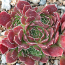 Sempervivum heuffelii 'Gommerina' (outdoors) - August