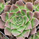 Sempervivum heuffelii 'Gommerina' - February