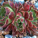 Sempervivum heuffelii 'Chinook' (Outdoors) - May