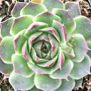 Sempervivum heuffelii 'Chinook'