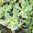 Sedum laxum - Roseflower