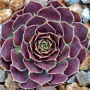 Sempervivum heuffelii 'Gild' (Outdoors) - February