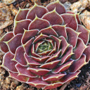 Sempervivum heuffelii 'Gild' (Outdoors) - November