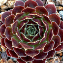 Sempervivum heuffelii 'Gild' (Outdoors) - May
