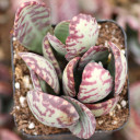 Kalanchoe humilis