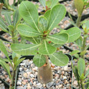 Adenium obesum - Red Desert Rose [large] - March