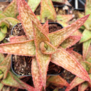 Gasteraloe 'Green Gold' - June