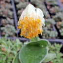 Haemanthus albiflos - White Paint Brush Flower