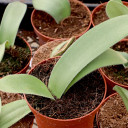 Haemanthus albiflos - White Paint Brush Flower
