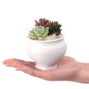 Spotti Pot 3.75" x 3.0" - Scale