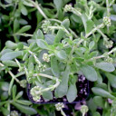 Crassula natans var. minus