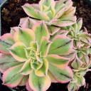 Aeonium 'Sunburst' f. cristata - Fall