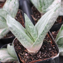 Gasteria brachyphylla var. brachyphylla f. variegata