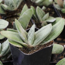Gasteria 'Frosty'