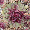 Sempervivum 'Monasses' (Outdoors) - August
