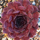 Sempervivum 'Monasses' (Outdoors) - May