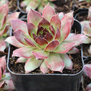 Sempervivum 'Monasses' (Young) - February