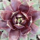 Sempervivum 'Killer' (Young) - March