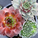 Chick Charms® Trio - Berries and Cream™ - Spring