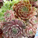 Chick Charms® Trio - Berries and Cream™ - Summer