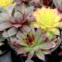 Chick Charms® Trio - Candied Campfire™ - February