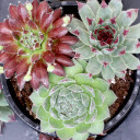 Chick Charms® Trio - Sugar & Spice™ - February