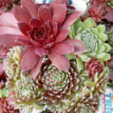 Chick Charms® Trio - Sugar & Spice™ - July