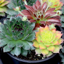 Chick Charms® Trio - Honeycrisp Twist™ - February