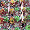 Chick Charms® Trio - Honeycrisp Twist™ - March