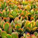 Crassula ovata 'Hummel's Sunset' - Golden Jade