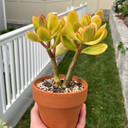 Crassula ovata 'Hummel's Sunset' - Golden Jade (Photo by Reddit user hunterprk)