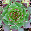 Sempervivum 'Harlequin Rouge' - February