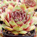 Sempervivum 'Harlequin Rouge' - July