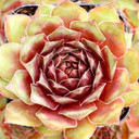 Sempervivum 'Harlequin Rouge' - July